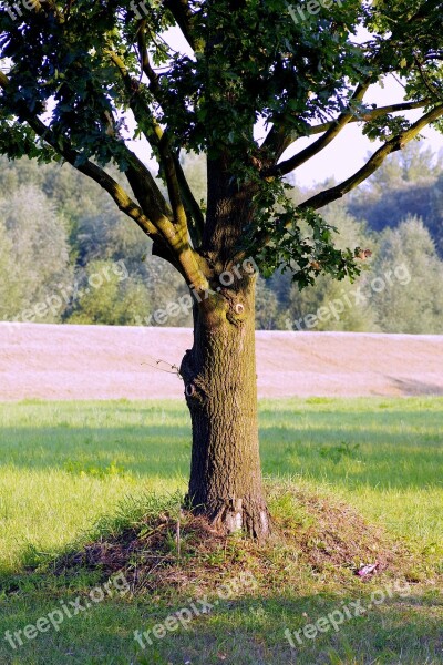 Tree Oak Lonely Trunk Konary