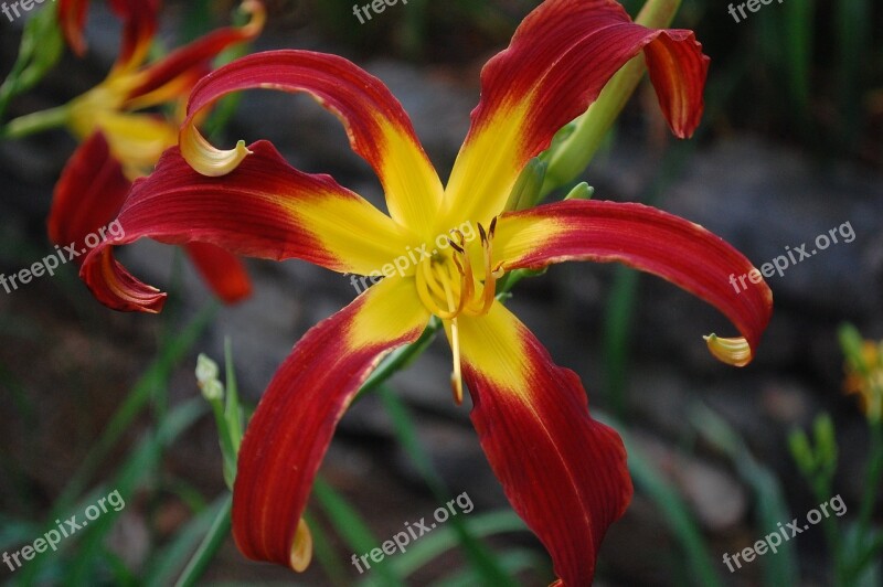 Lily Flower Tropical Perennial Plant