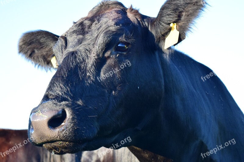 Cow Head Animal Livestock Beef