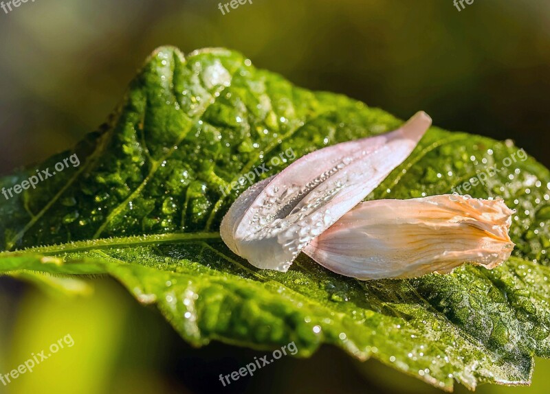 Leaf Sheet A Dahlia Wet Petals Of A Dahlia Dewdrop