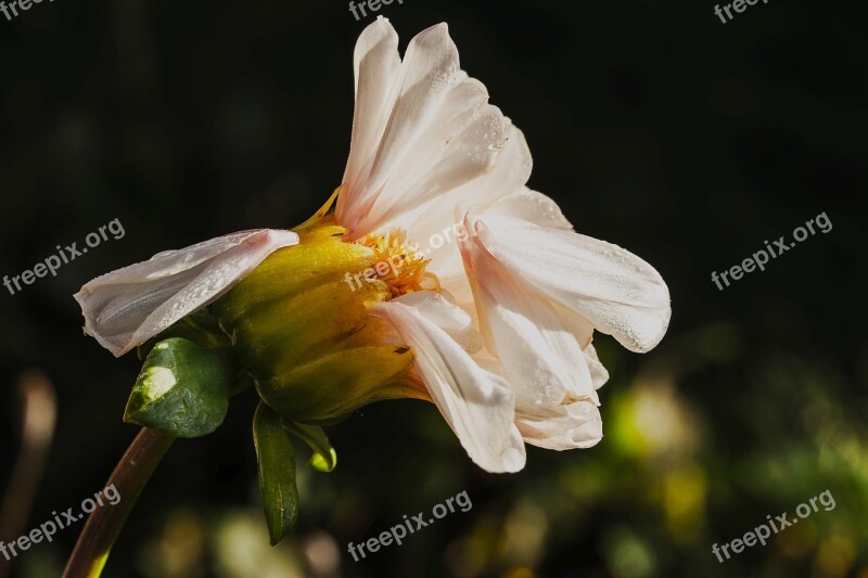 Dahlia Bright Flower Blossom Bloom Faded Flower