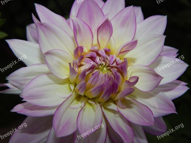 Dahlia Blossom Bloom Flower Dahlia Garden