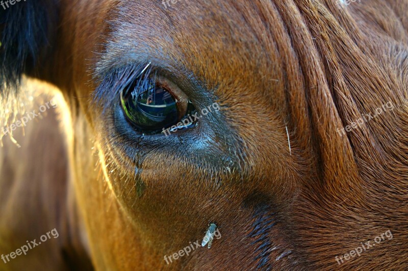 Eye Vision Animal Cow Cow Eye