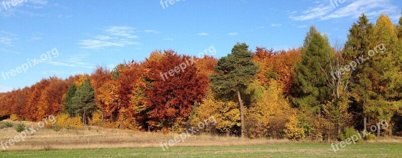 Autumn Forest Landscape Tree Nature