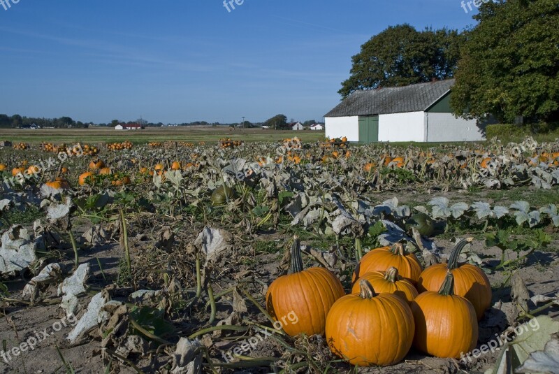 Pumpkin Pumpkin Cultivation Pumpkins Skåne Sweden