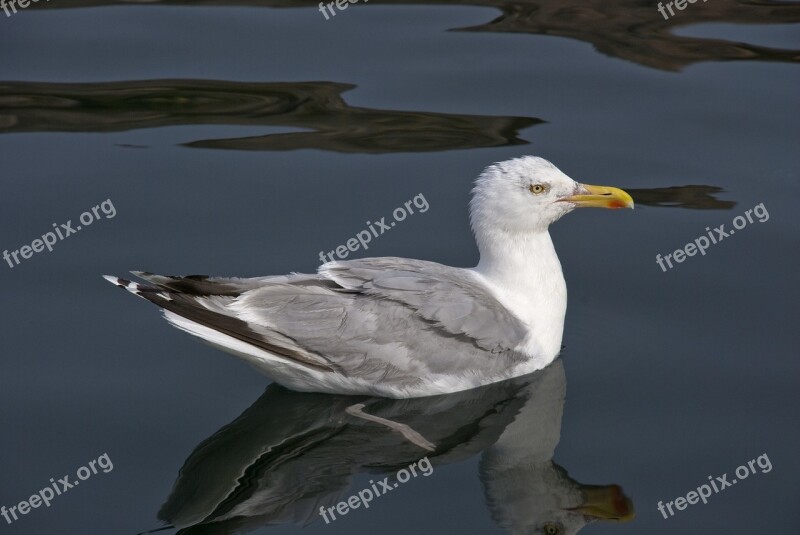 Trut Seagull Seabird The West Coast Sea