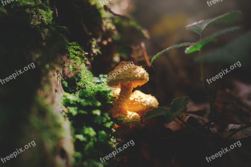 Mushroom Forest Autumn Nature Forest Floor