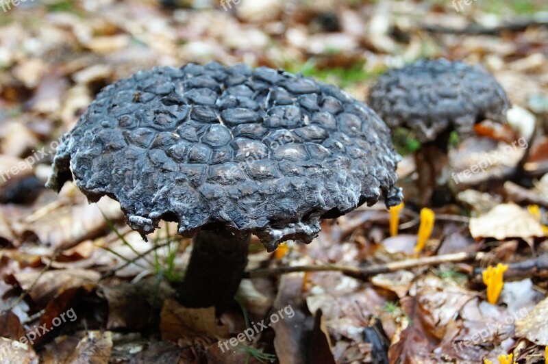 Fungus Boletus šiškovec Baking Forest