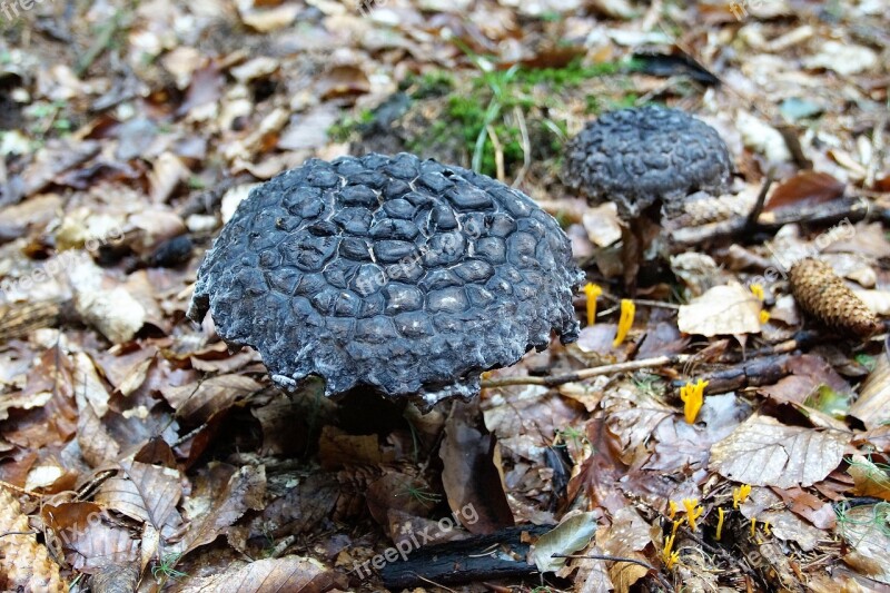 Fungus Boletus šiškovec Baking Black