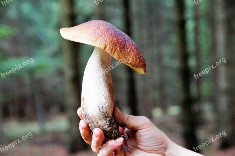 Fungus Boletus Genuine Forest Edible