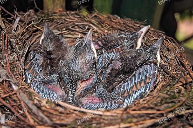 Blackbird Blackbird Nest Blackbird Kücken Nest Bird's Nest