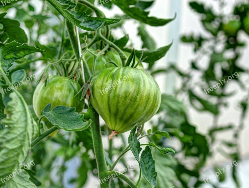 Tomato Green Ox Heart Plant Cultivation