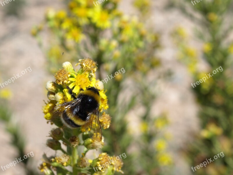 Bumblebee Bombus Terrestris Pollination Flower Pollen