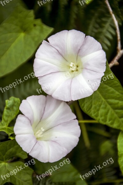 Flower Floral Leave Green Garden