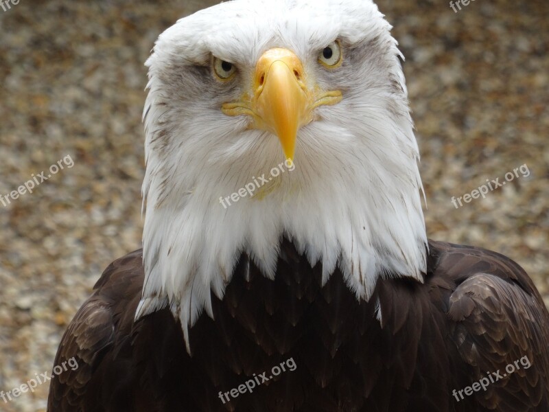 Eagle Bird Close Up Free Photos