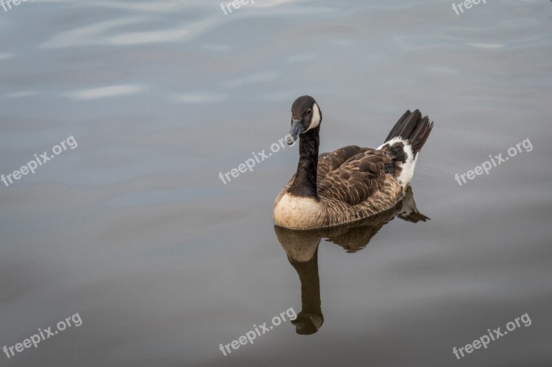 Canada Goose Birds Nature Geese Animals