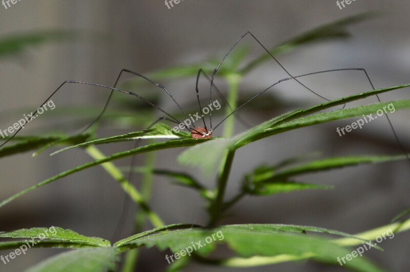 Spider Grass Marijuana Cannabis Hashish