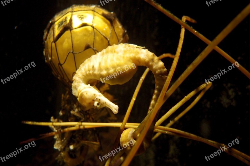 Seahorse Oceanarium Yellow Undersea World Sea Life