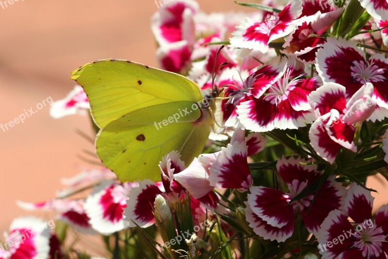 Butterfly Gonepteryx Rhamni Insect Yellow Close Up