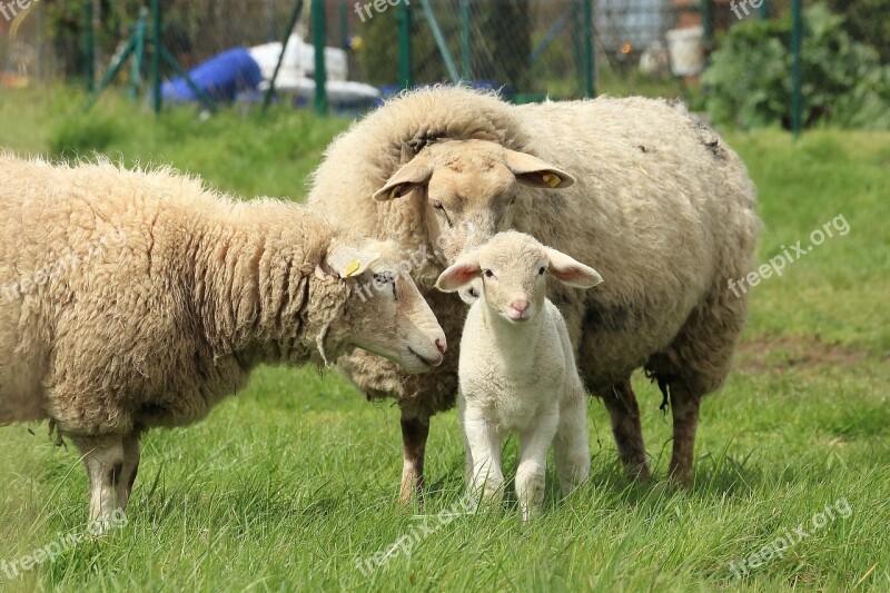 Sheep Lamb Meadow Pasture Schäfchen