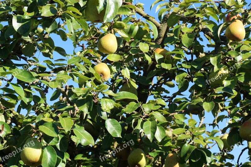 Pear Tree Fruits Nature Fruit