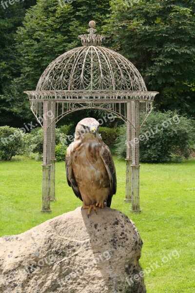 Buzzard Common Buzzard Bird Of Prey Carnivores Hunter