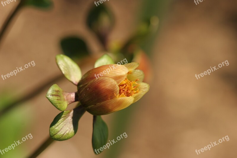 Dahlia Seed Pod Macro Botany Free Photos