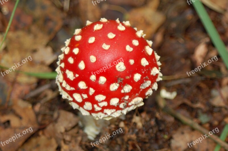 Mushrooms Forest Fall Colors Free Photos