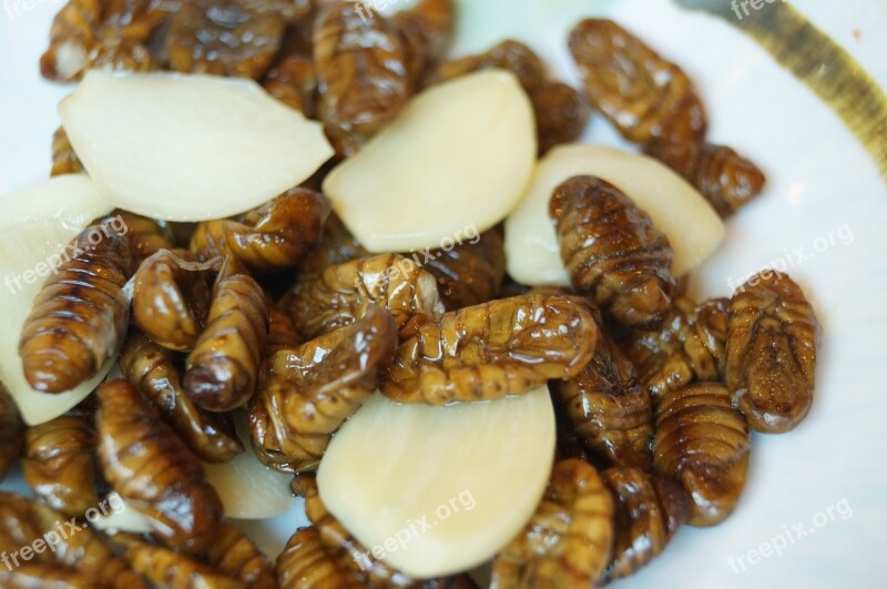 Chrysalis Silkworm Garlic Chrysalis Free Photos