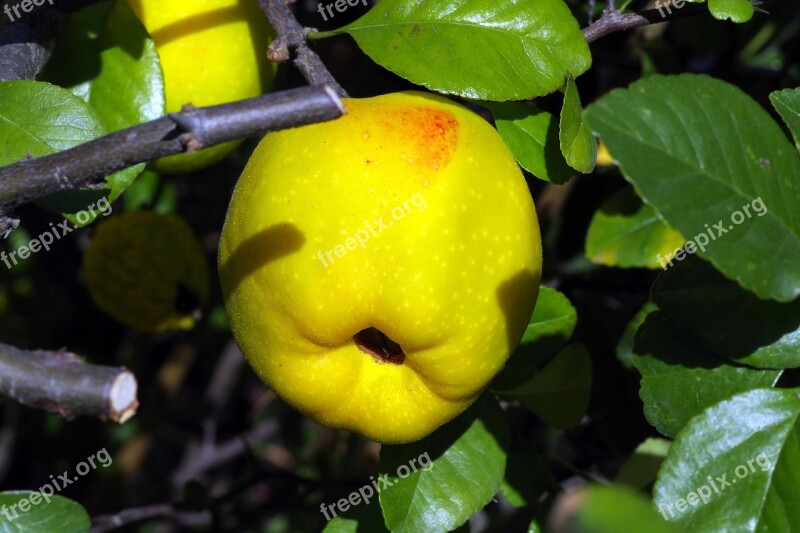 Quince Chaenomeles Fruit Apple Green Yellow