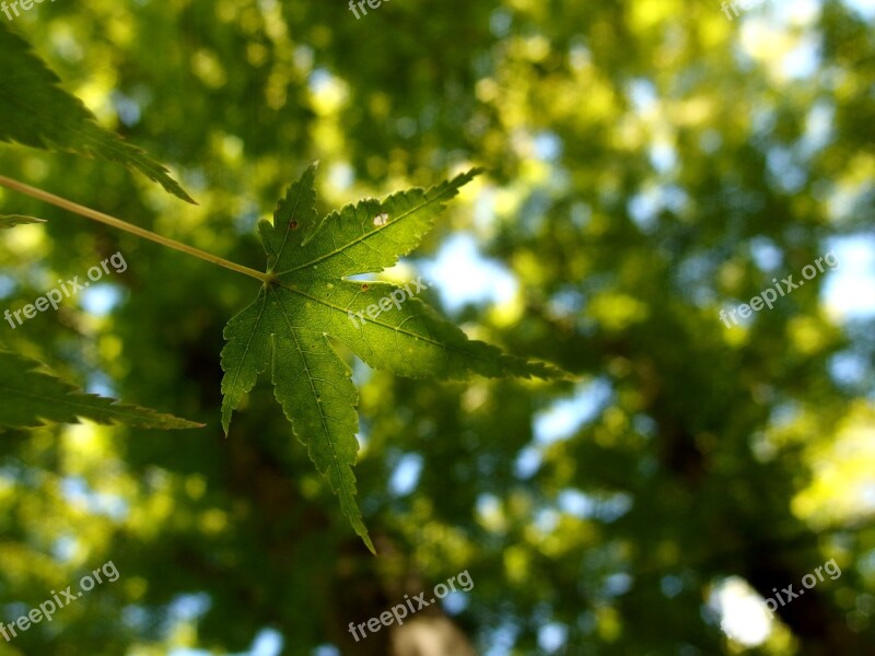 Leaf Maple Leaves Foliage Plant