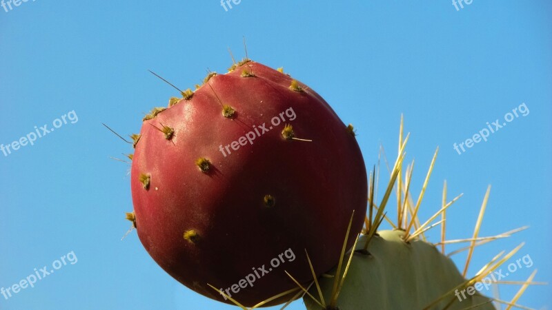 Cactus Plant Fruit Nature Sharp