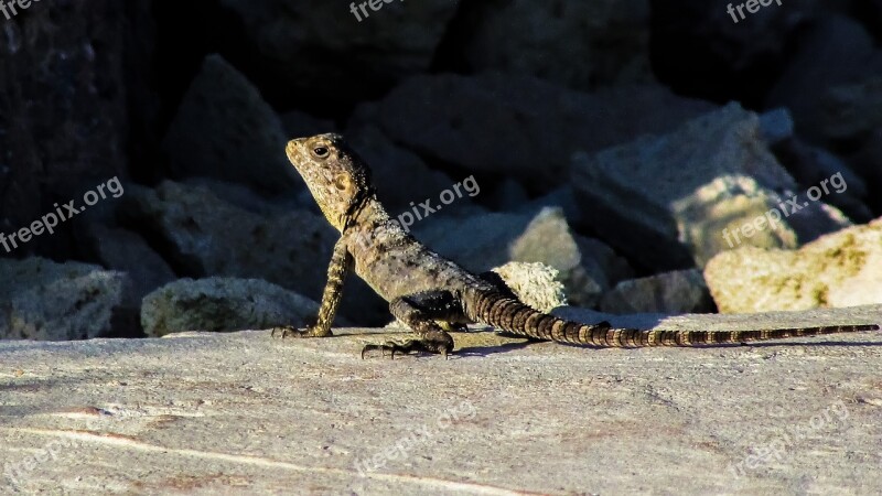 Lizard Cyprus Kurkutas Reptile Fauna