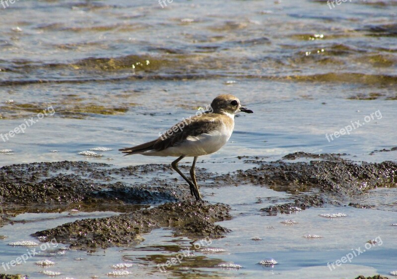 Sea Bird Animal Sea Beach Wild