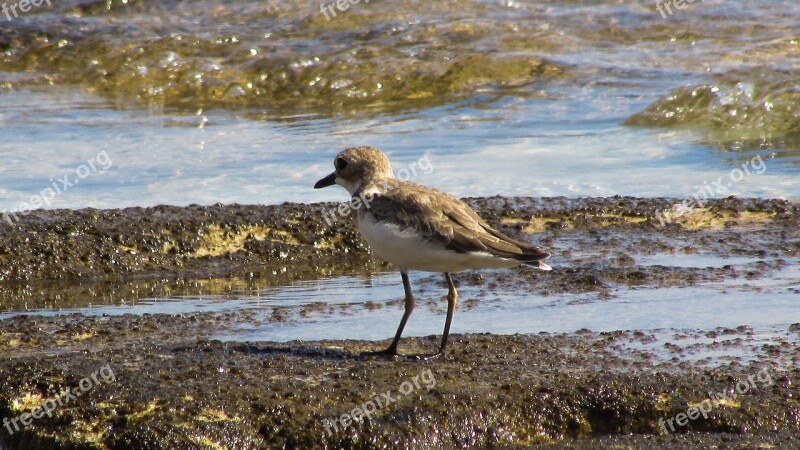 Sea Bird Animal Sea Beach Wild