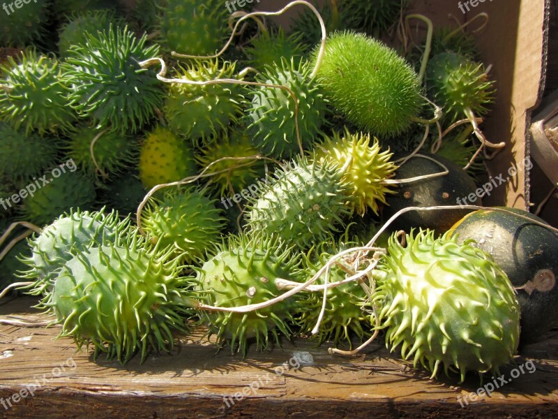 Chayote Hedgehog Cucumber Vegetables Free Photos