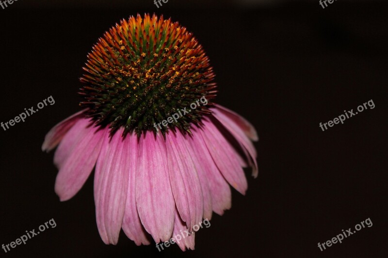 Coneflower Pallida Composites Garden Plant Pink