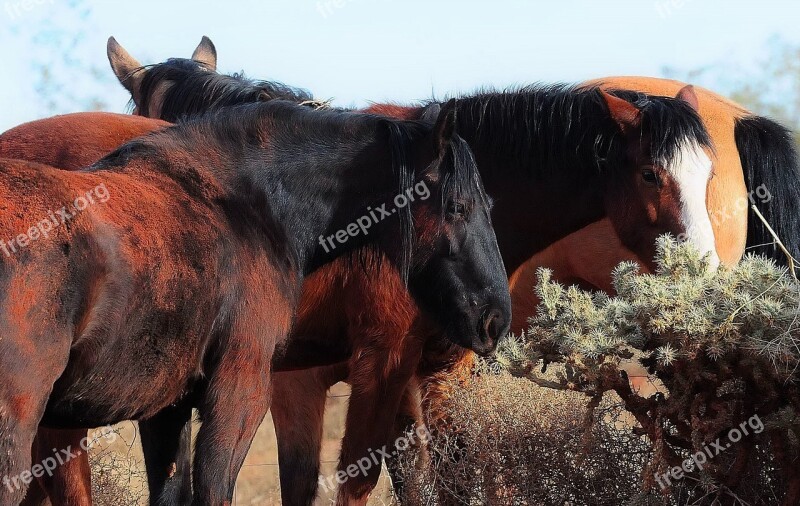 Horse Mustang Equine Equestrian Herd