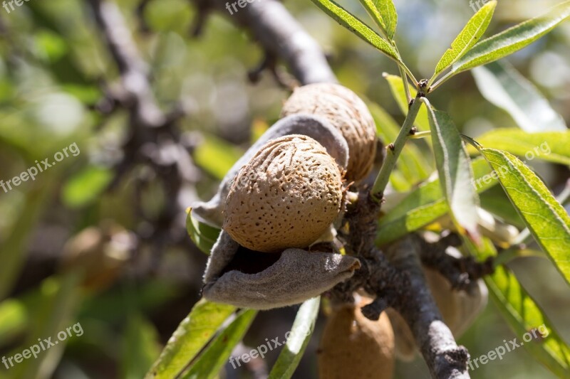 Almond Fruit Cultivation Maturation Agriculture