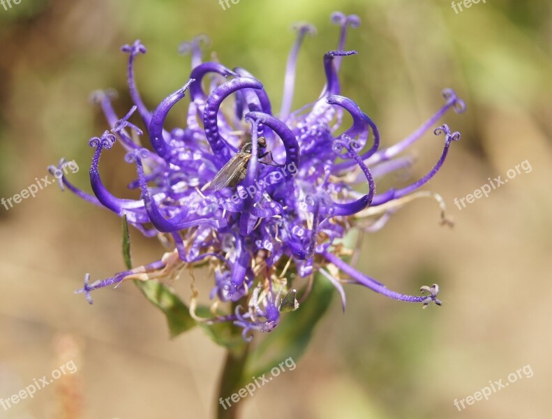 Devil's Claw Alpine Flower Flower Fly Mountain Flower