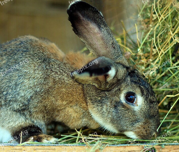 Rabbit Sulfur Rabbit Animal Sulfur Animals