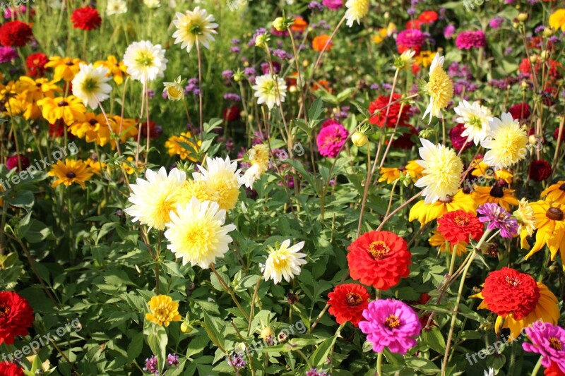 Flower Meadow Country Garden Show Colorful Free Photos