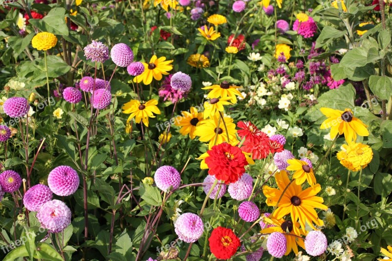 Flower Meadow Country Garden Show Colorful Free Photos