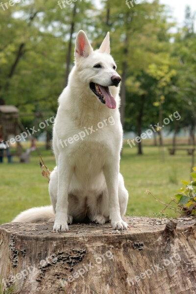 Dog White Shepherd Swiss White Shepherd Friend Dog Portrait