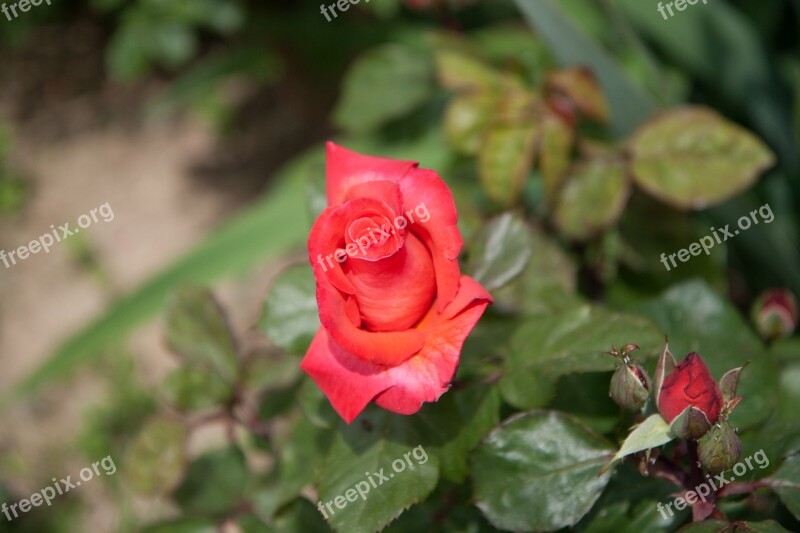 Flower Pink Nature Rosebush Free Photos