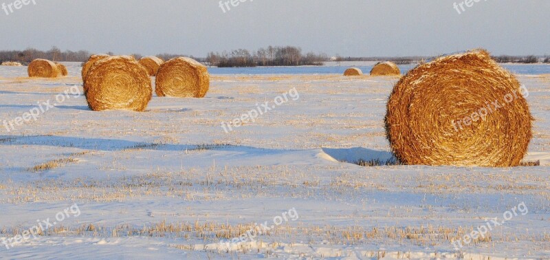 Bales Field Straw Bales Farm Winter