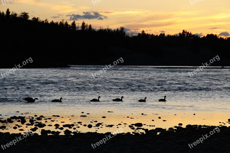 Geese Water Canadian Geese Waterfowl Free Photos