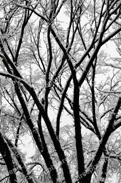 Trees Winter Winter Trees Snow Branches