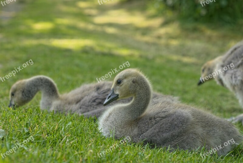 Goose Animal Bird Young Goose Gosling