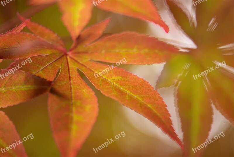 Tree Nature Outdoor Acer Japanese Maple